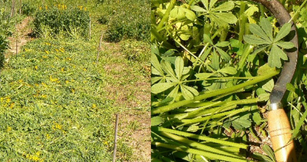 Chop and drop in the vegetable garden, how to do it.