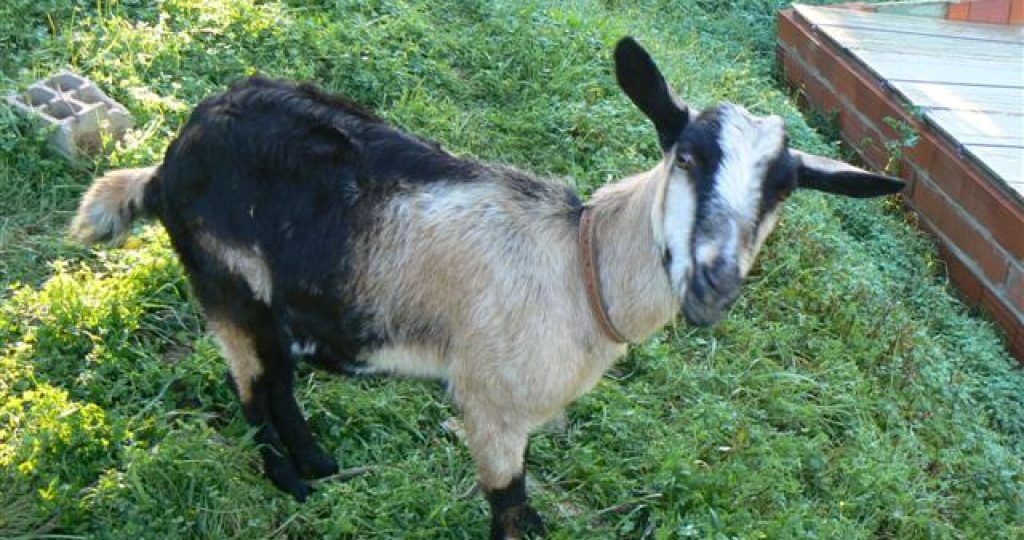 Body Condition Scoring for dairy goats, made easy.