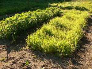 Green manure