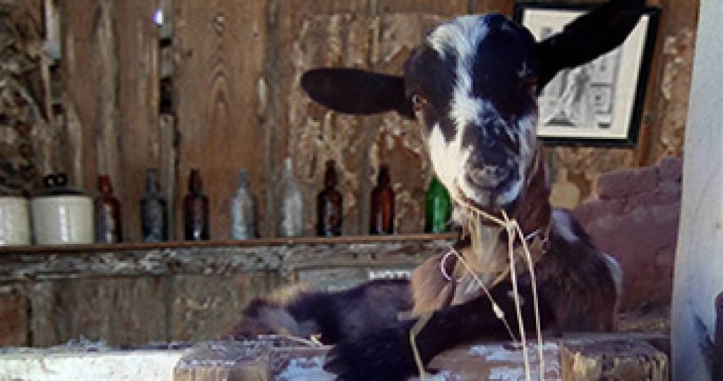 Farming story: Goats, Milk and Cheese…