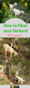 Clearing with goats