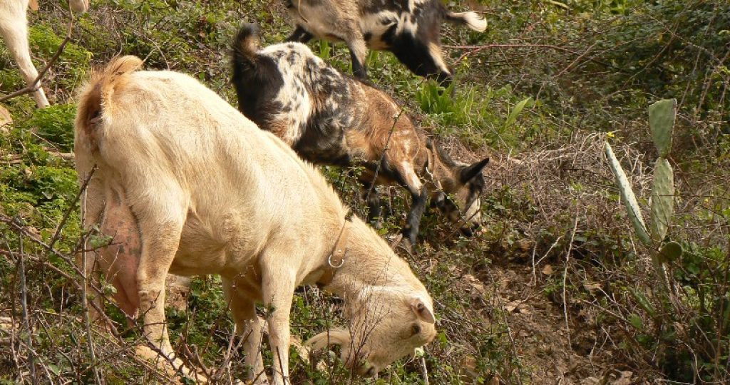 Clearing land with goats.