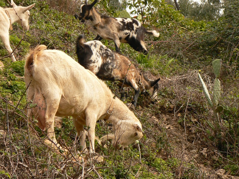 Clearing land with goats