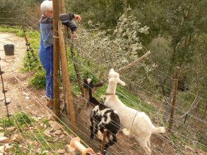 land clearing - goats