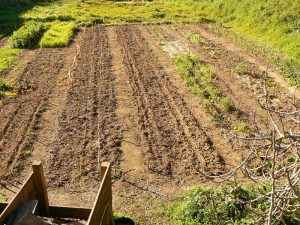 Garden layout organic garden