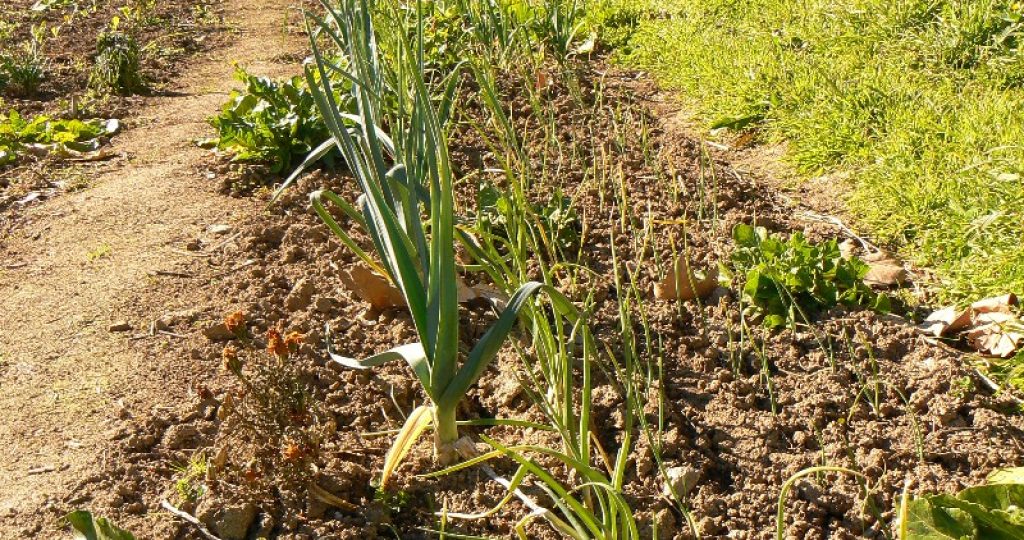 Our vegetable garden in Monchique