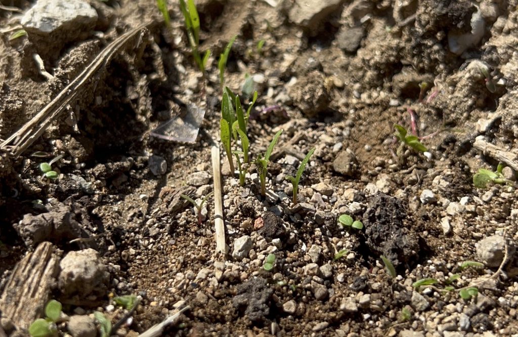 rich valley soil Bemparece vegetable garden