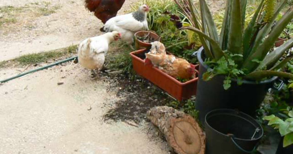 Using chickens in an orchard as Medfly pest control.