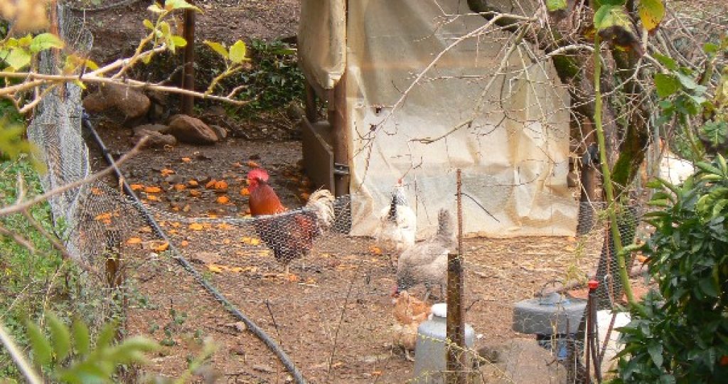 Prepare your vegetable garden with chickens.