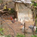 Prepare your vegetable garden with chickens