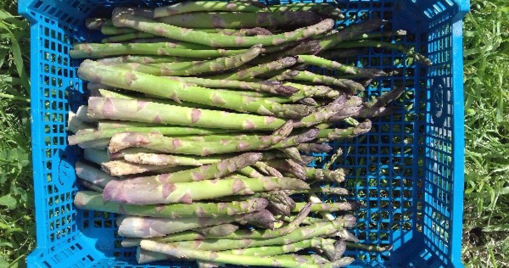 Growing Asparagus