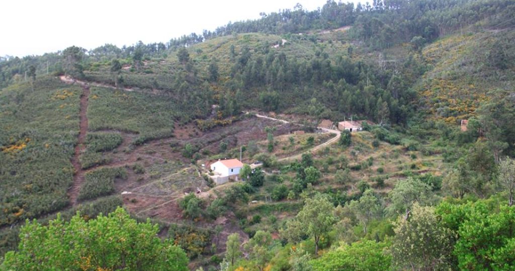 The Best Homestead Location, what you need to know.