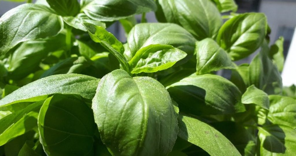 Sweet Basil, all you need to know to grow it.