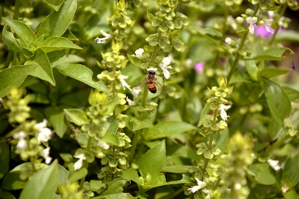 Flowering sweet basil