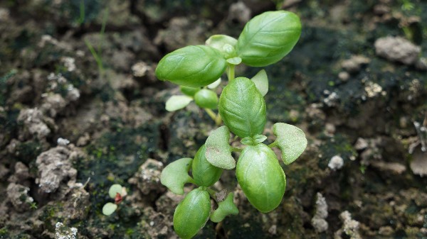 Young Sweet Basil plants