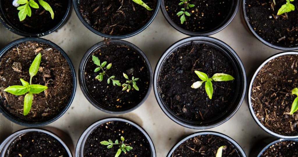 Five Things Everyone Wants to Know About Gardening