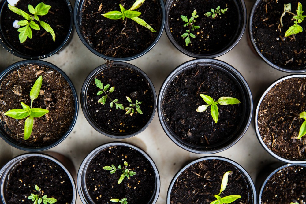 Plants growing in pots