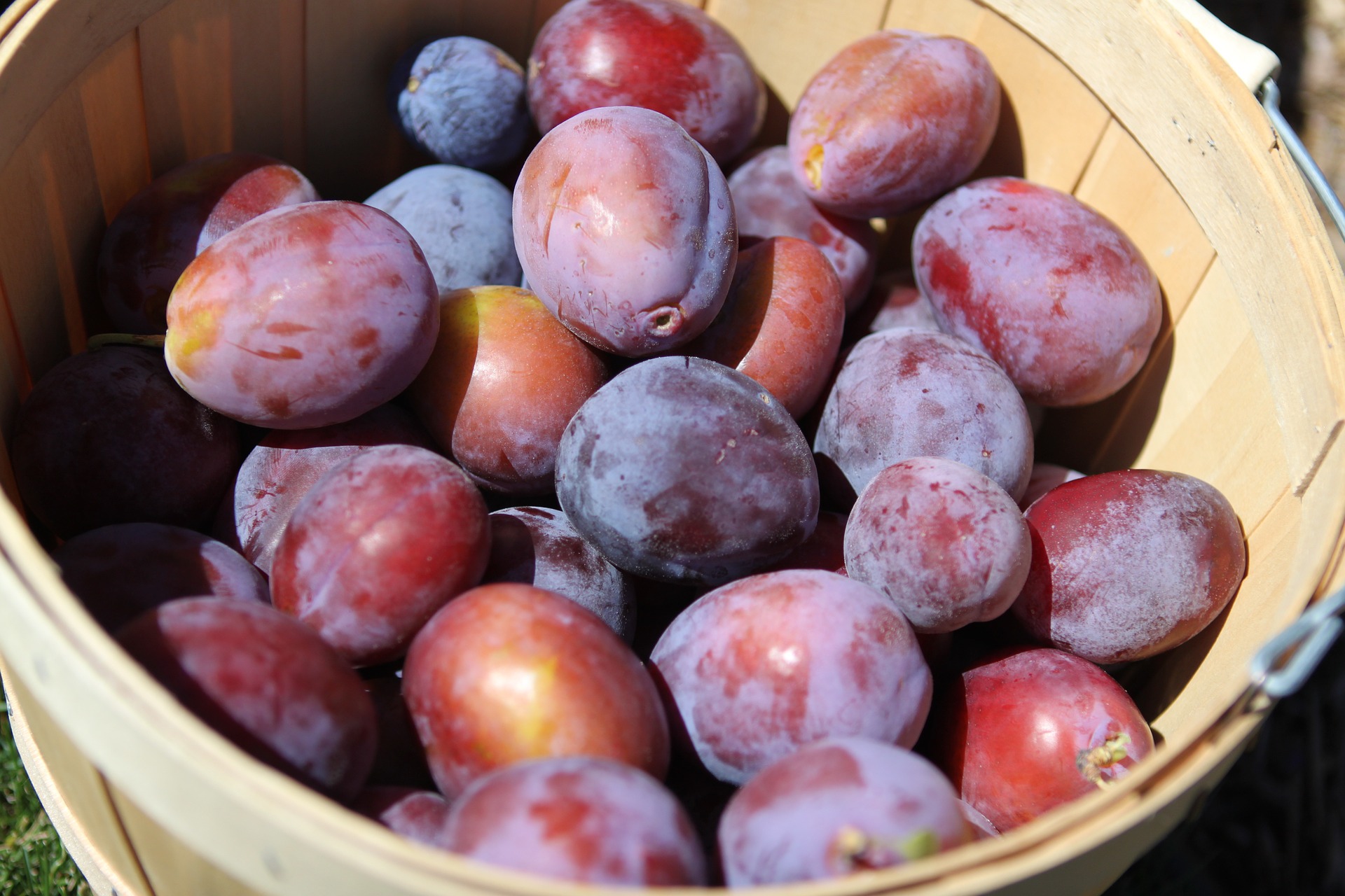 Plums for Steam Juicer