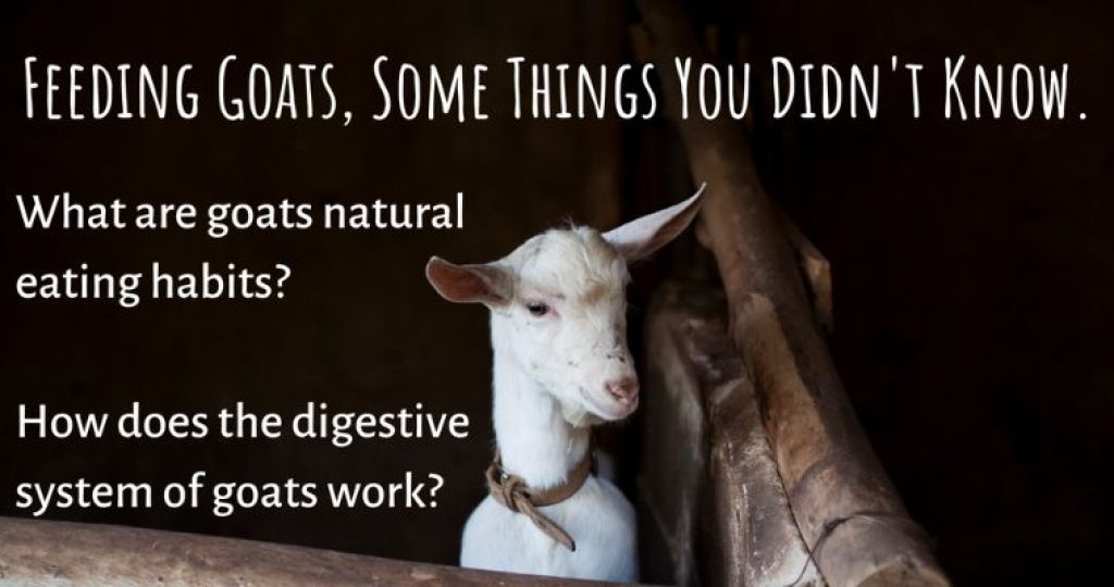 Feeding Goats, Some Things You Didn’t Know.