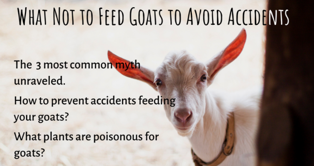 What Not to Feed Goats to Avoid Accidents