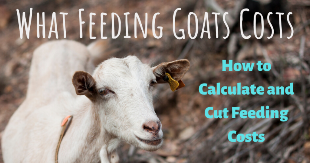 What Feeding Goats Costs