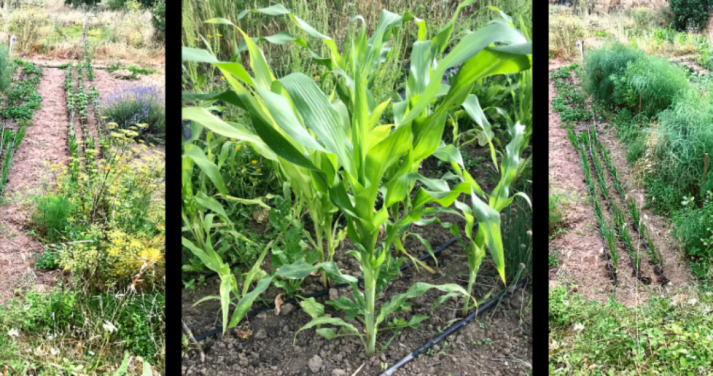 Start your vegetable garden in only three weeks time.