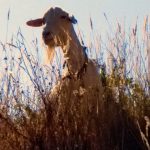 Goats on the Homestead