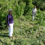 Orchard on the Homestead