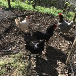 chickens at the homestead