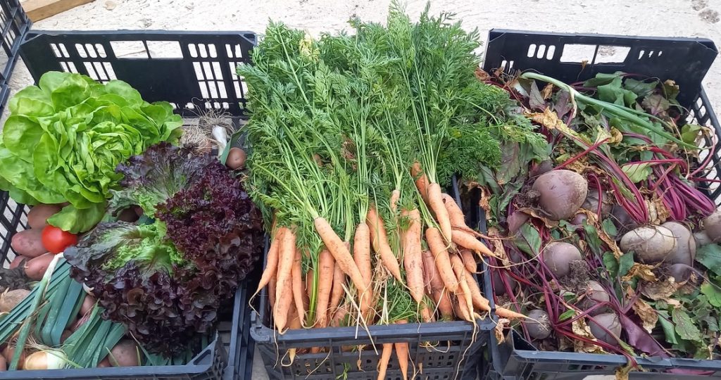 Homesteading Is More Than Growing Food: Building a Self-Sufficient Lifestyle