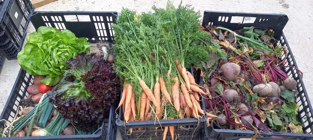 Fresh harvest from the homestead