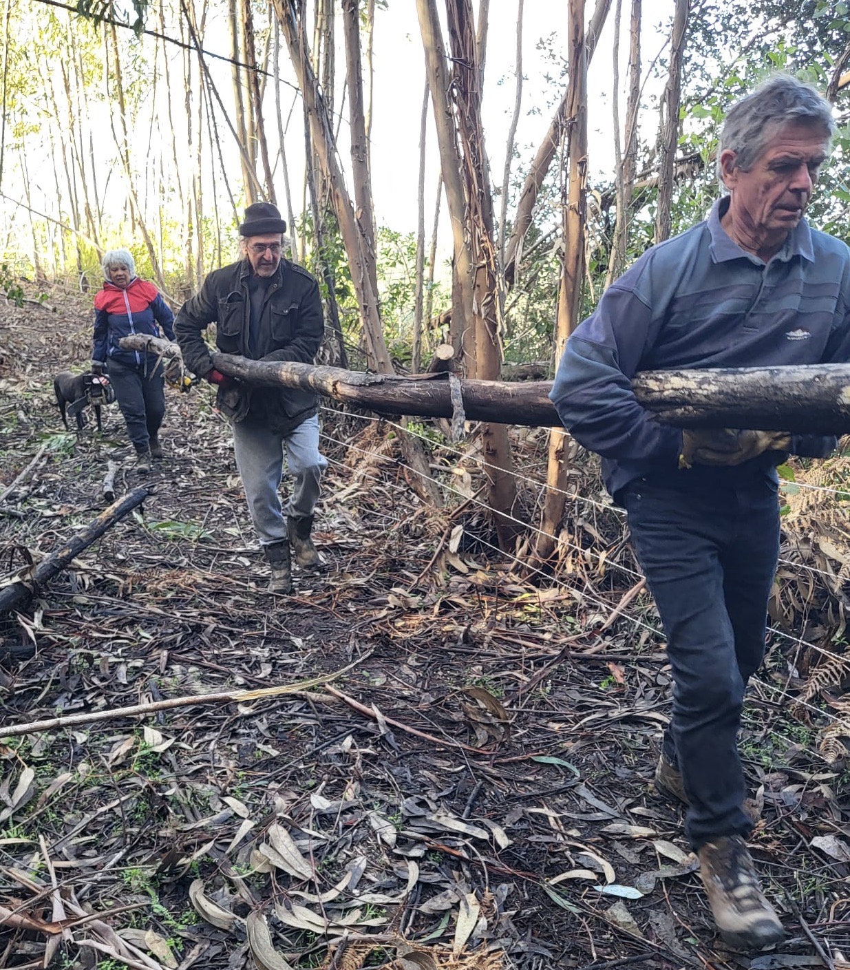 Collecting fire wood on Monchique Homestead