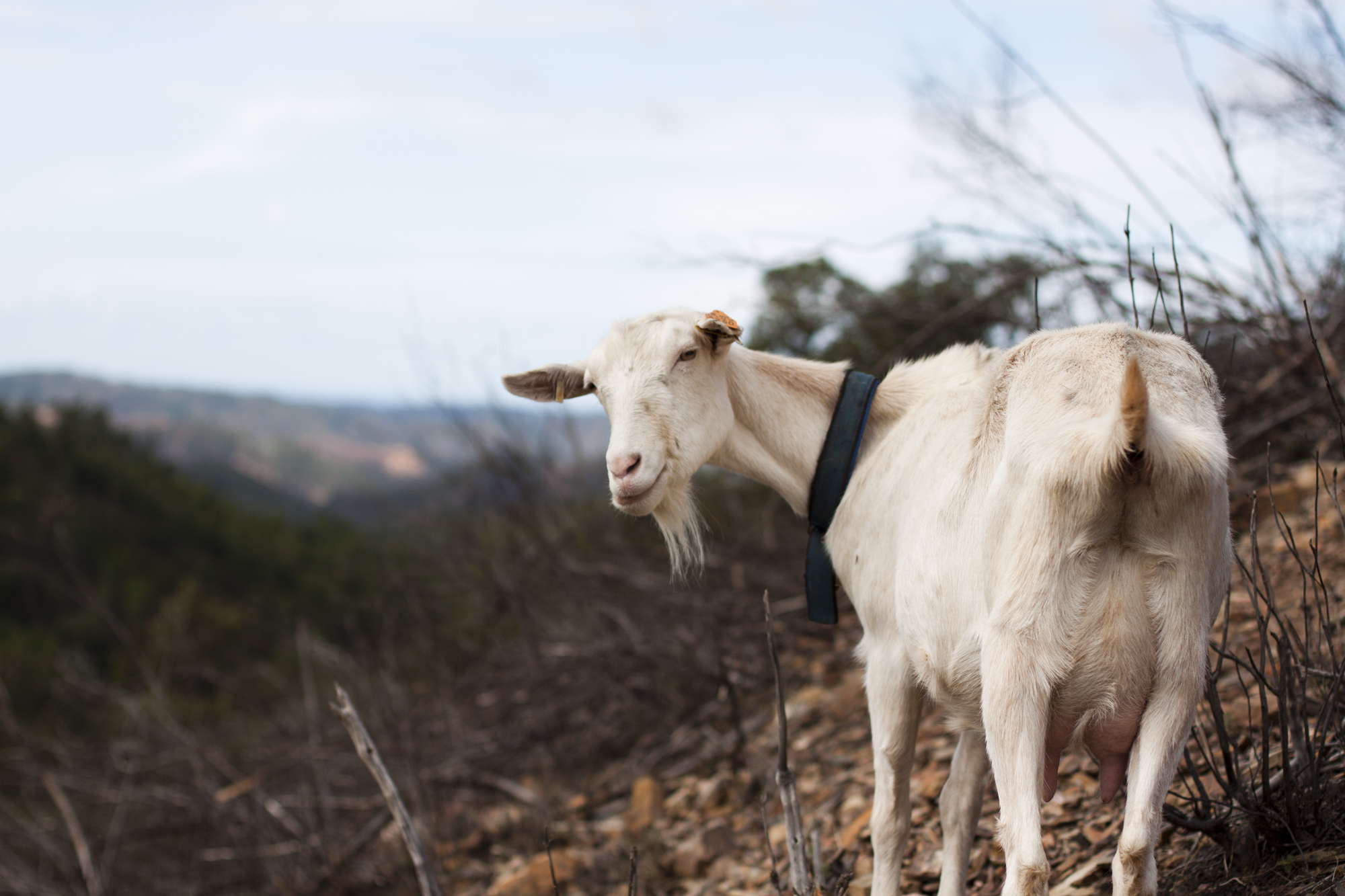 Our goat Susu in the mountains