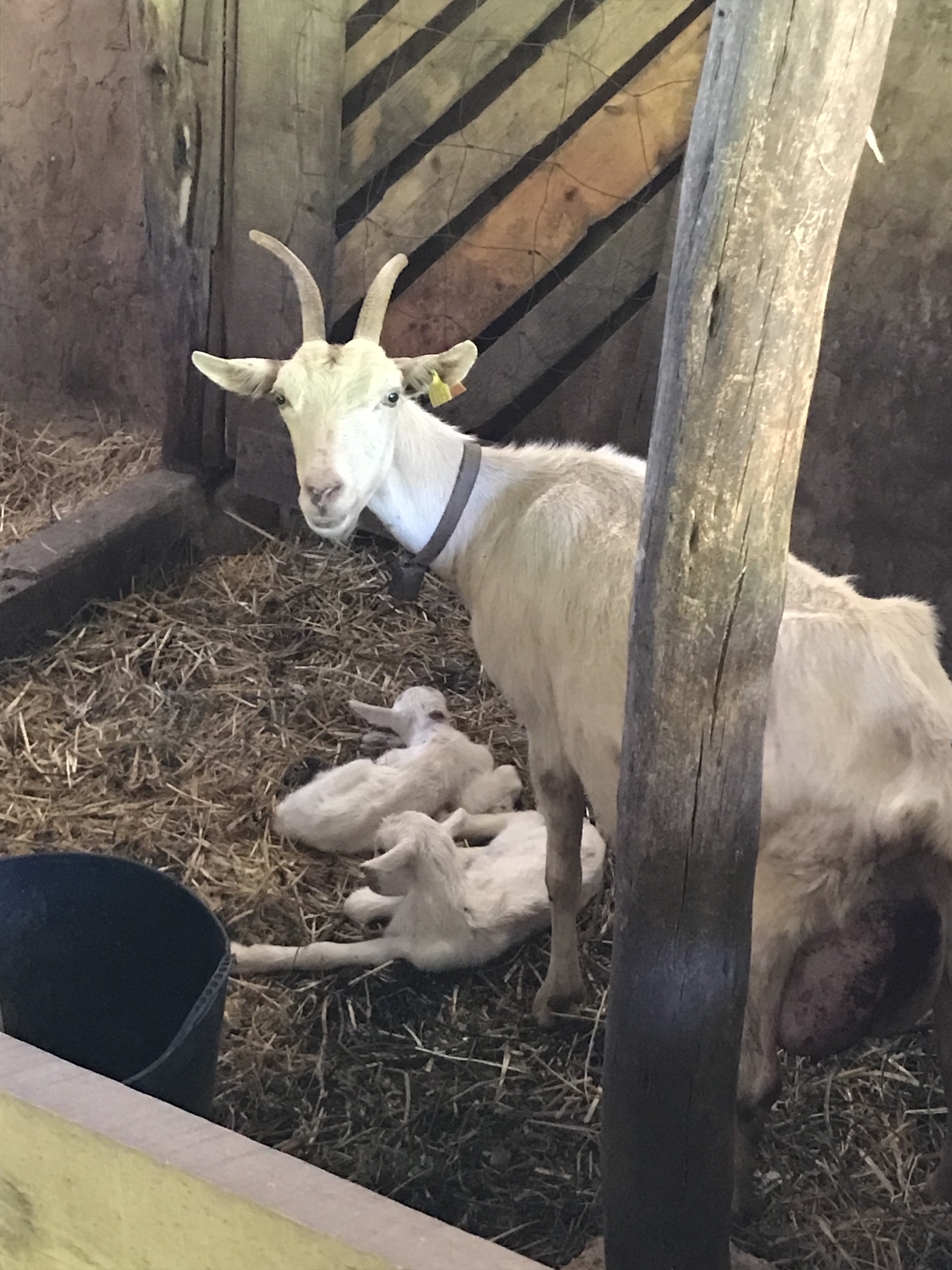 Goat Mum and her just born babies