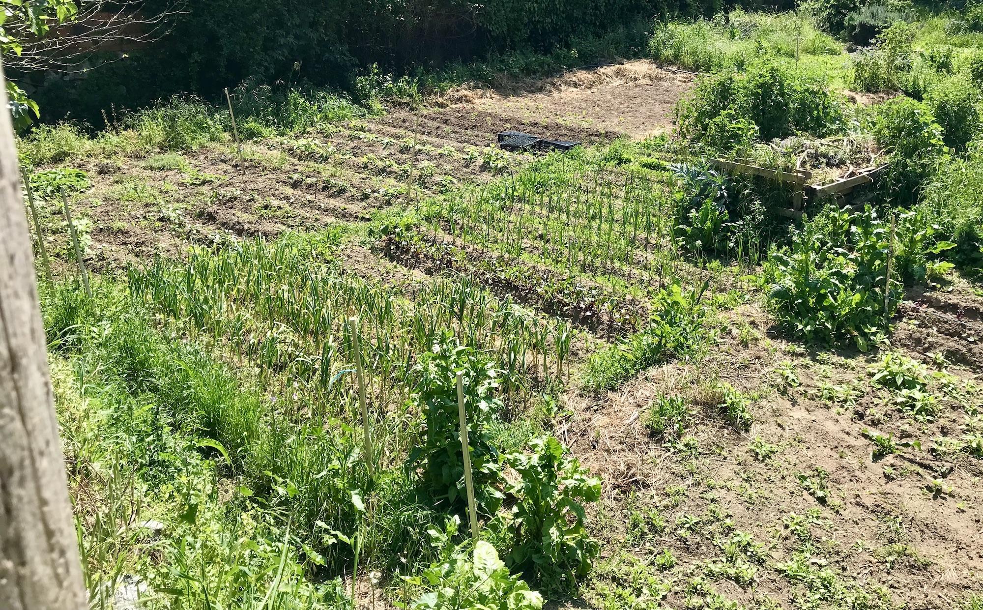 Our Vegetable Garden in Monchique