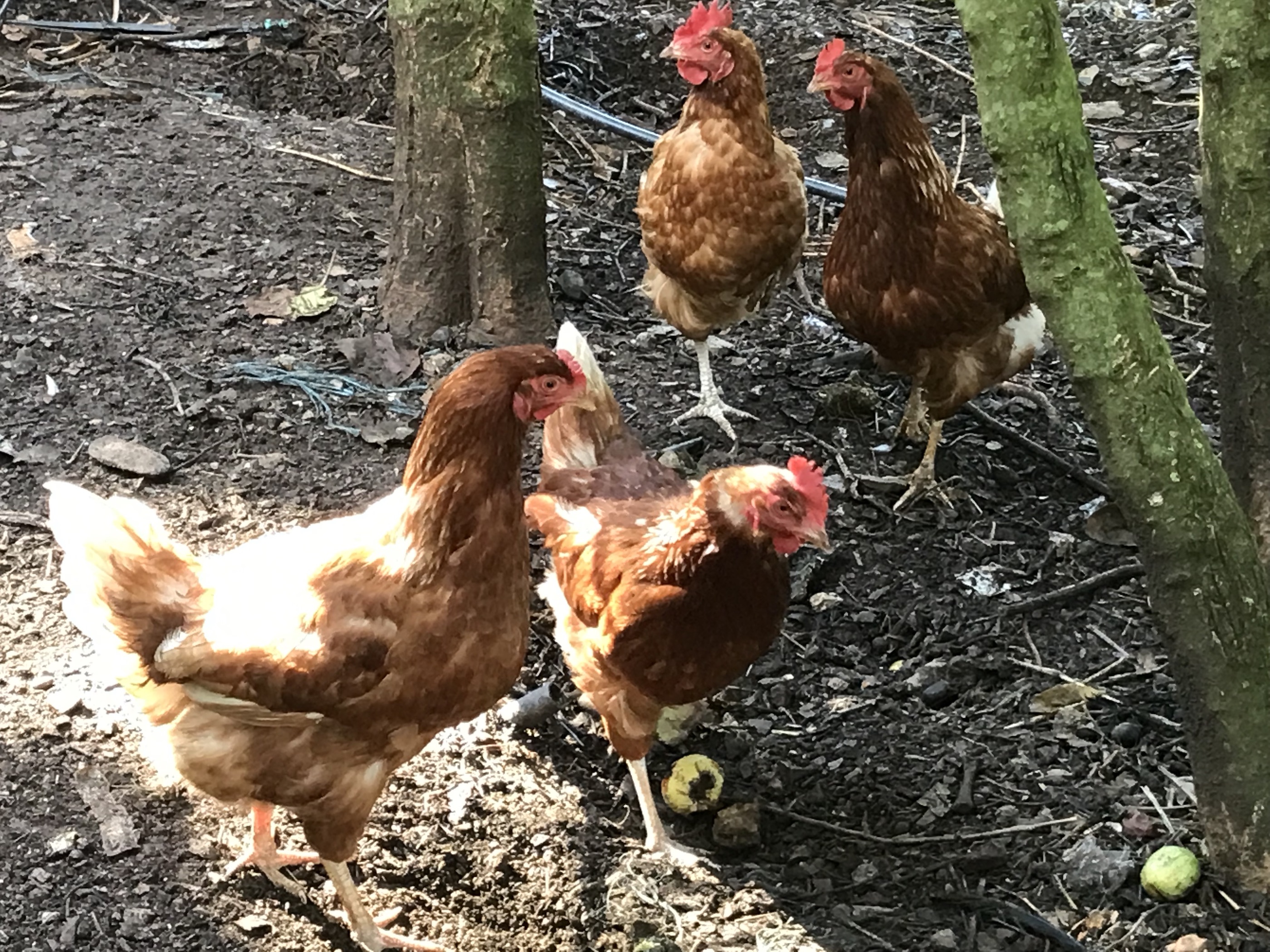 Chicken at Monchique Homestead