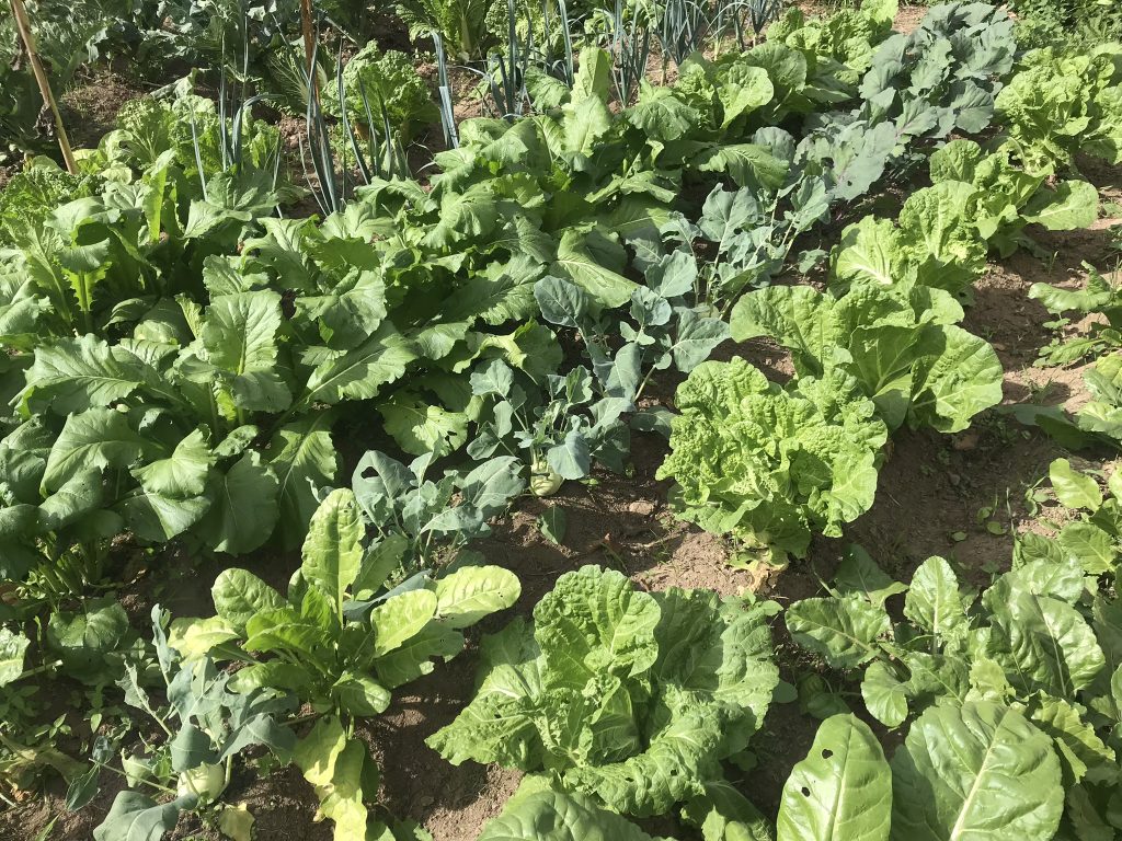 Cabbages in October in our vegetable garden