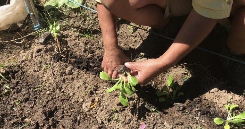 Take 2: How to recognise good soil