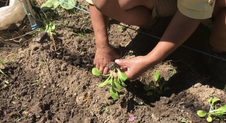 Planting cabbage seedlings in October for winter harvest.
