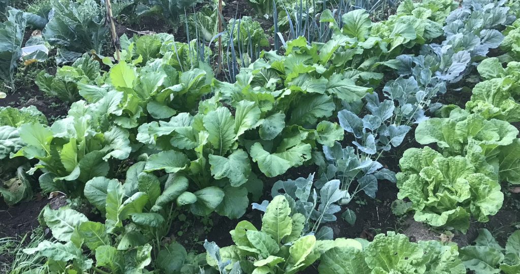 What to Plant in October for a Winter Harvest