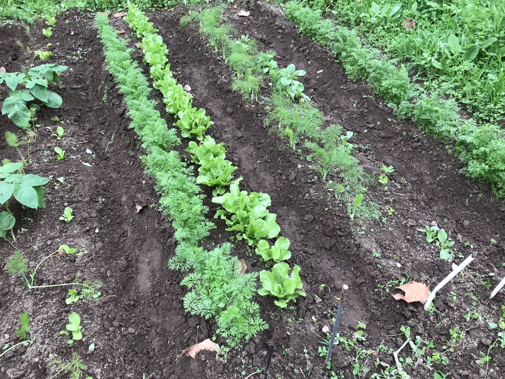 Andive, carrots and fennel end of November 2024