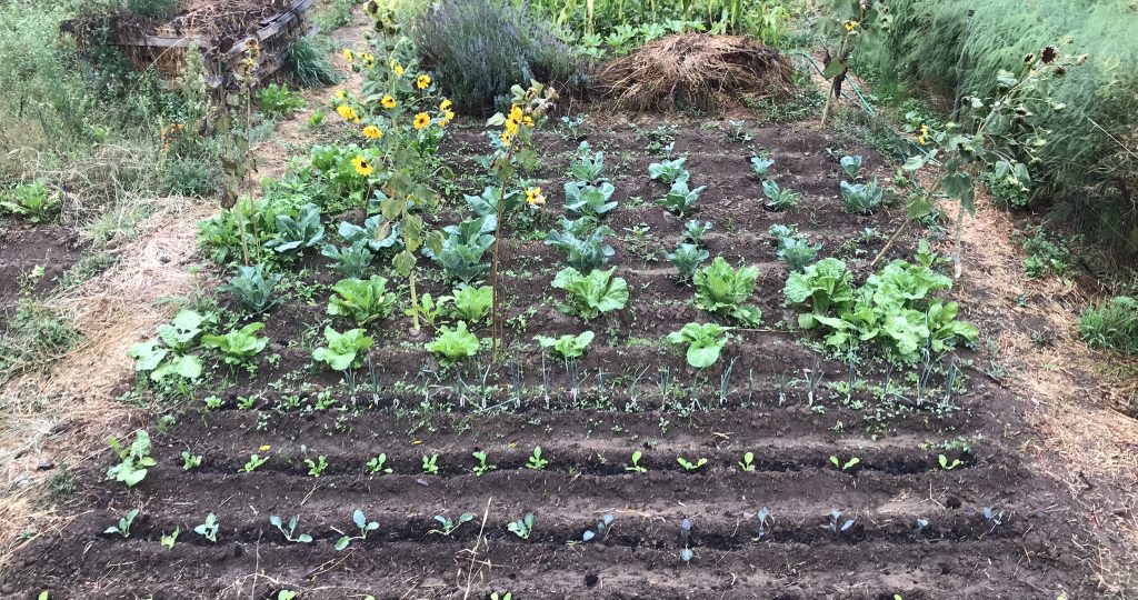 What to Sow and Plant in November