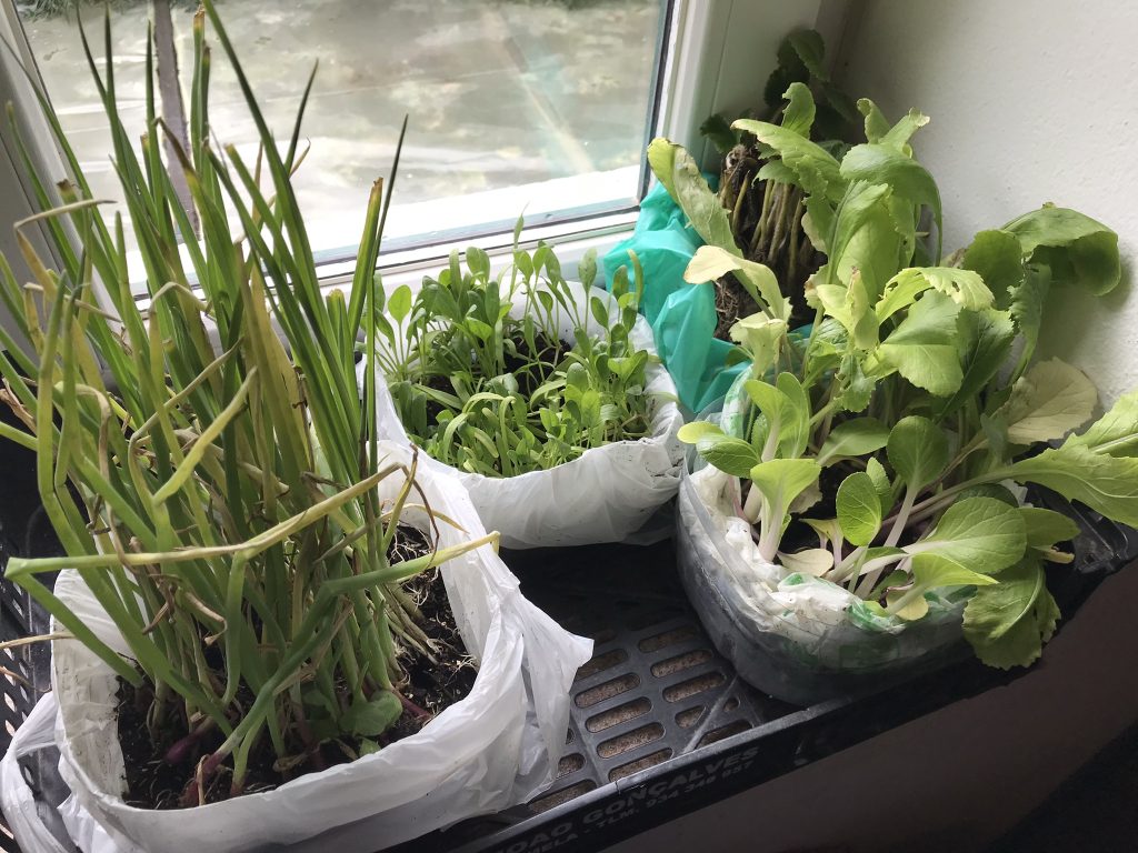 Seedlings ready for planting