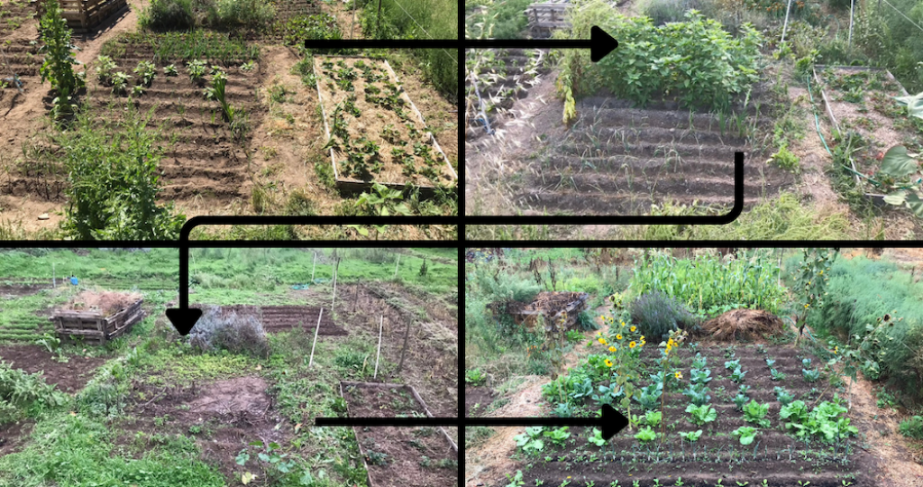 Crop Rotation Explained for the Vegetable Garden
