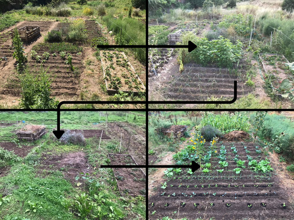 Crop rotation in one field