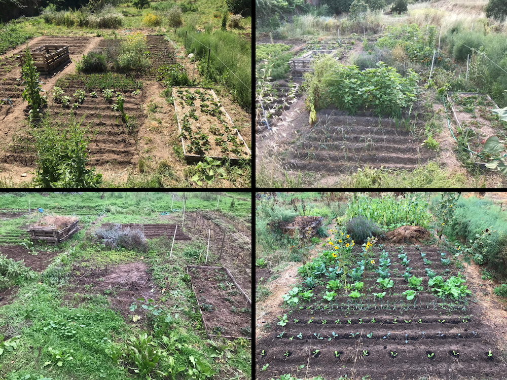 One field different successions of crop rotation