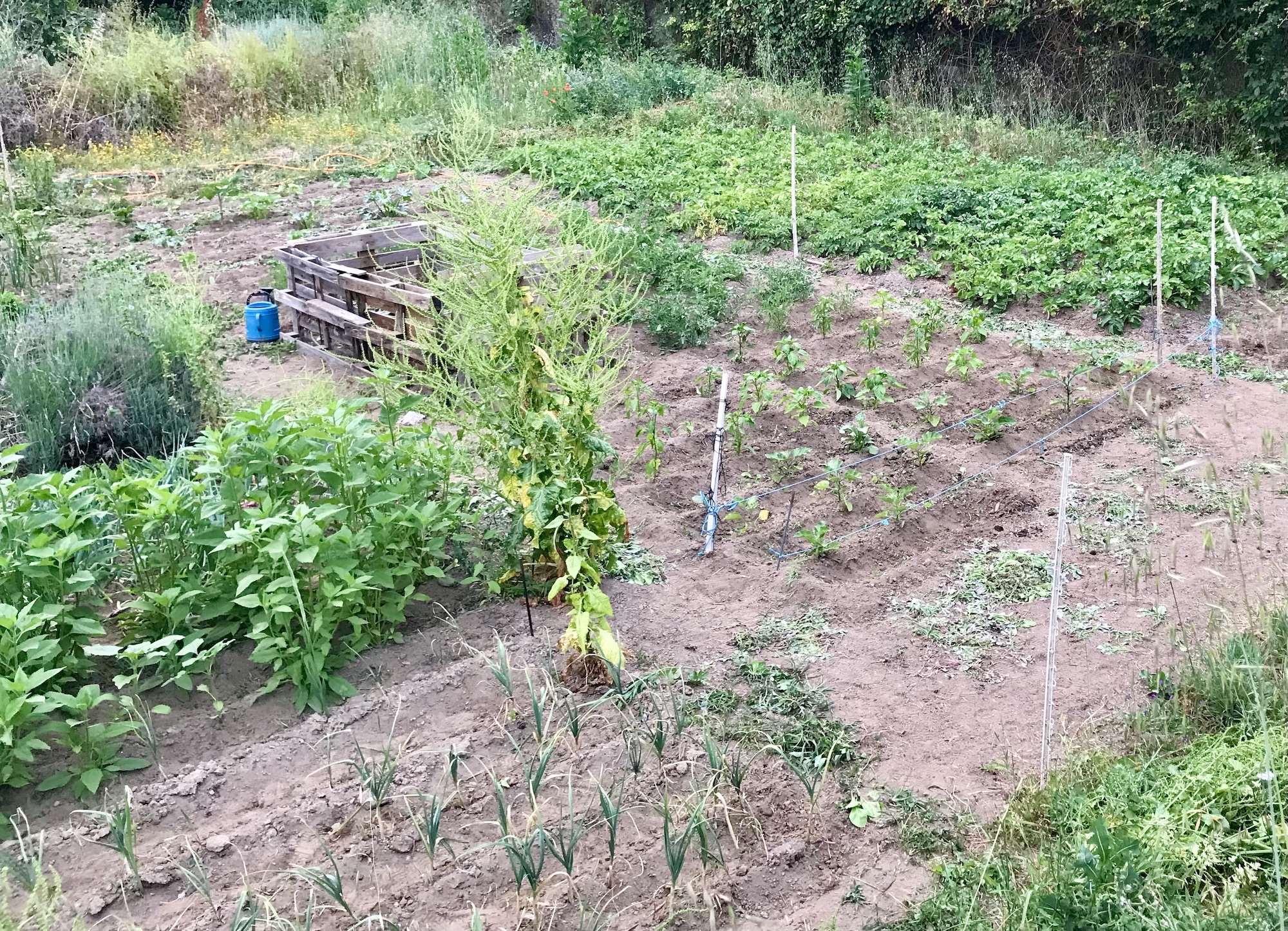 Vegetable garden beds