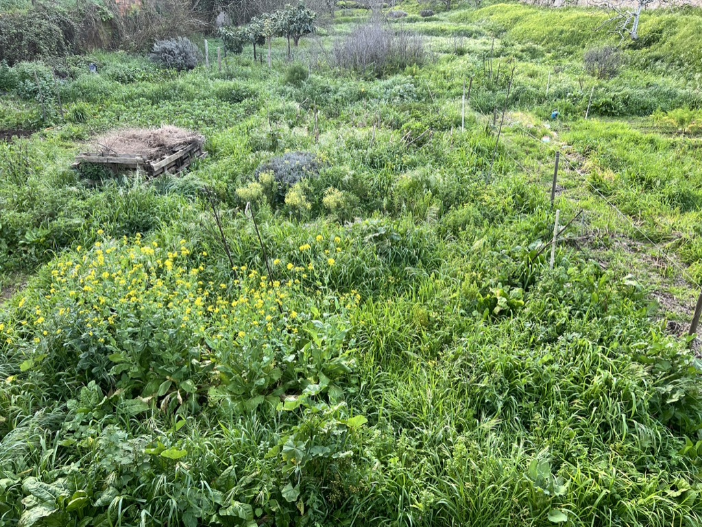 Garden full of weeds