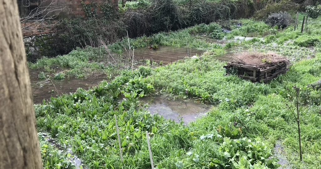 March Vegetable Garden Checklist for Planting and Sowing