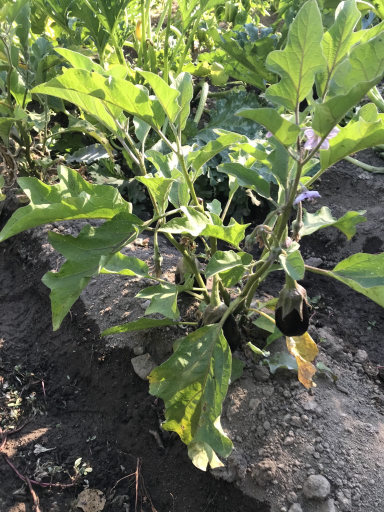 Aubergines homegrown at Monchique Homestead